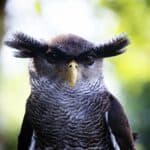 Cool Owl Names