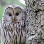 Famous Owl Names