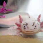 Female Axolotl Names