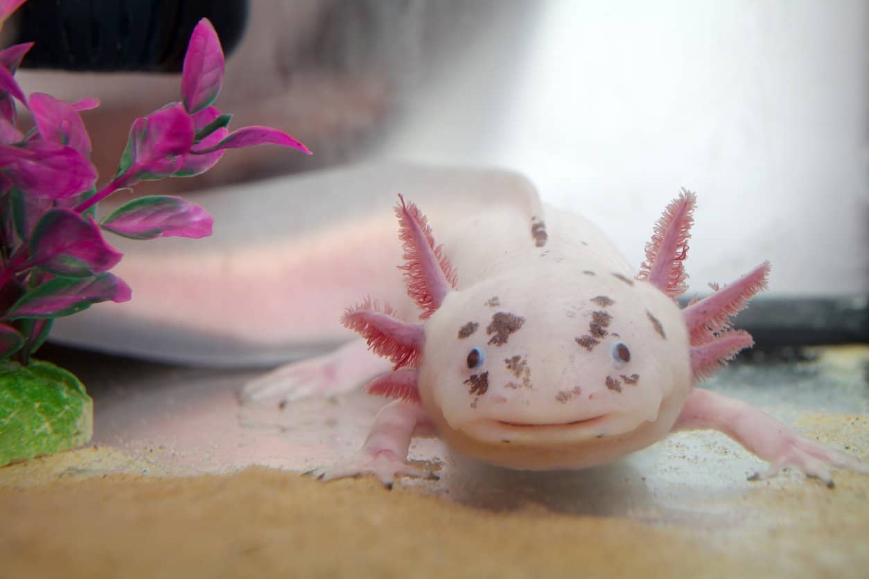 Female Axolotl Names