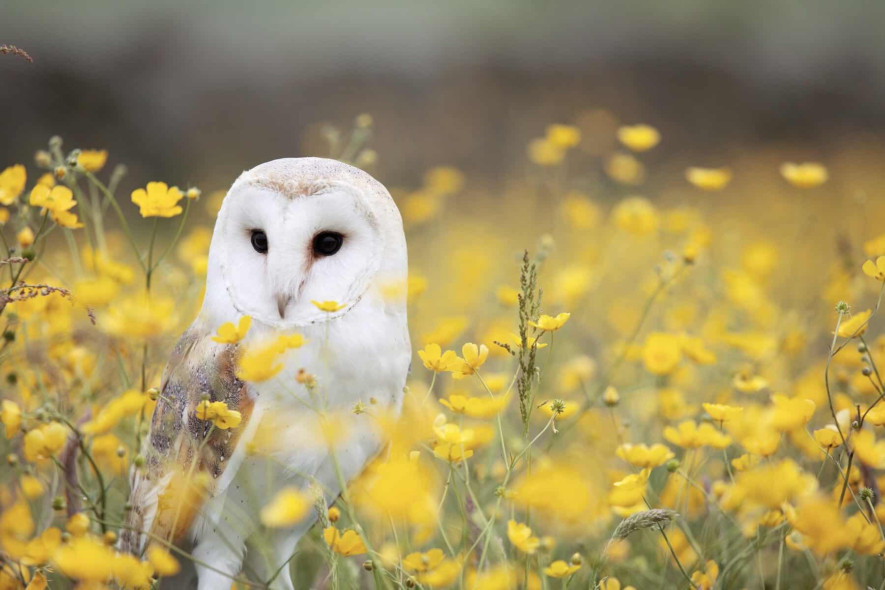 Female Owl Names