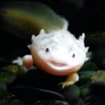 Funny Axolotl Names