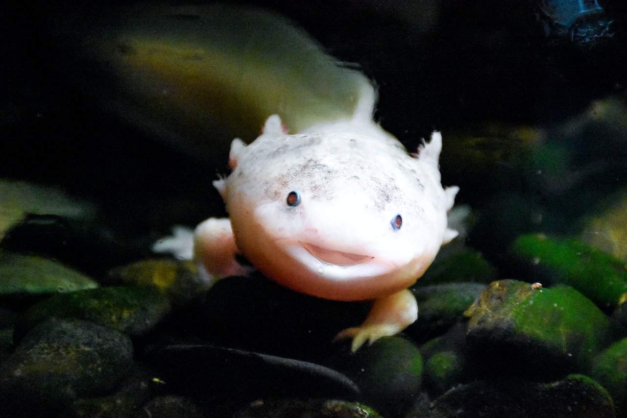 Funny Axolotl Names