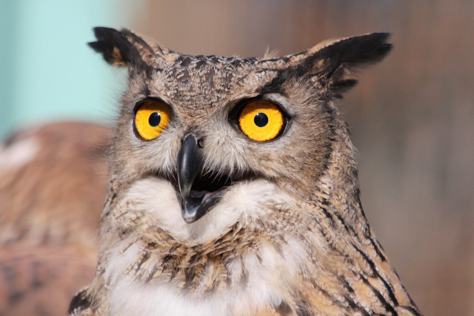 100+ Fun and Unique Owl Names You Will Love The Pet Savvy