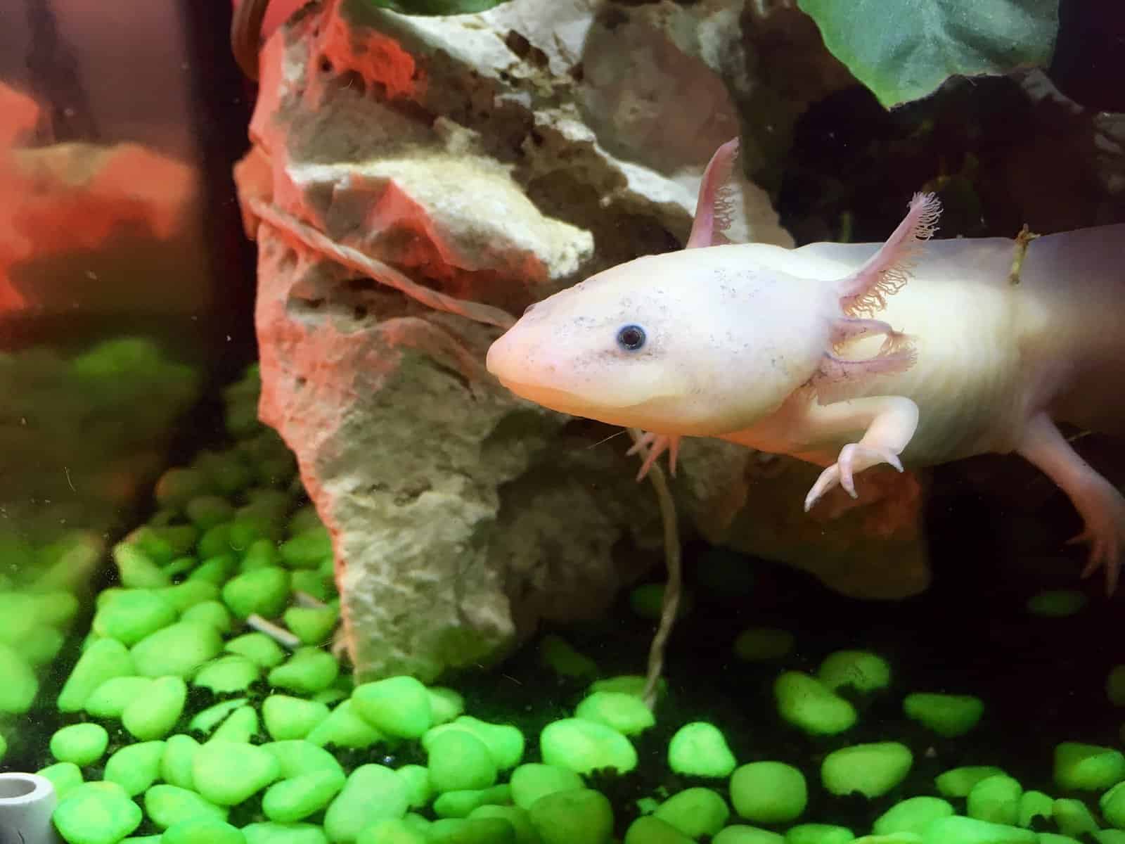 How to Come Up with a Name for Your Axolotl
