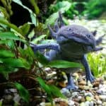 Male Axolotl Names