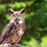 Male Owl Names