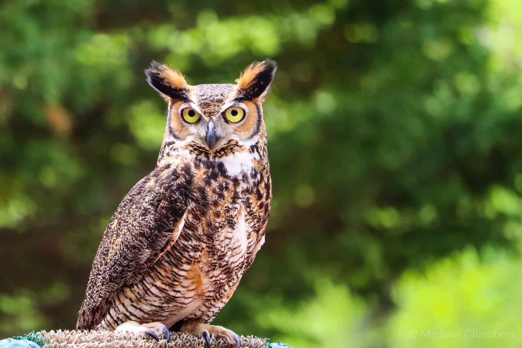 Male Owl Names