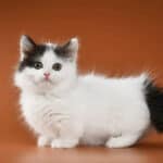 Munchkin kitten