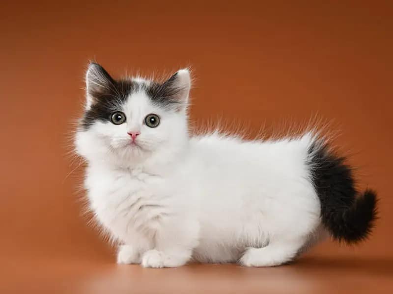 Munchkin kitten