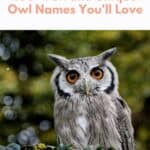Owl Names Pin
