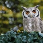 Owl Species Names