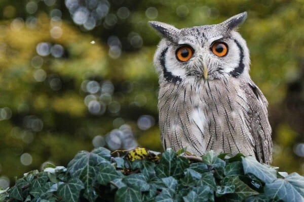 Owl Species Names