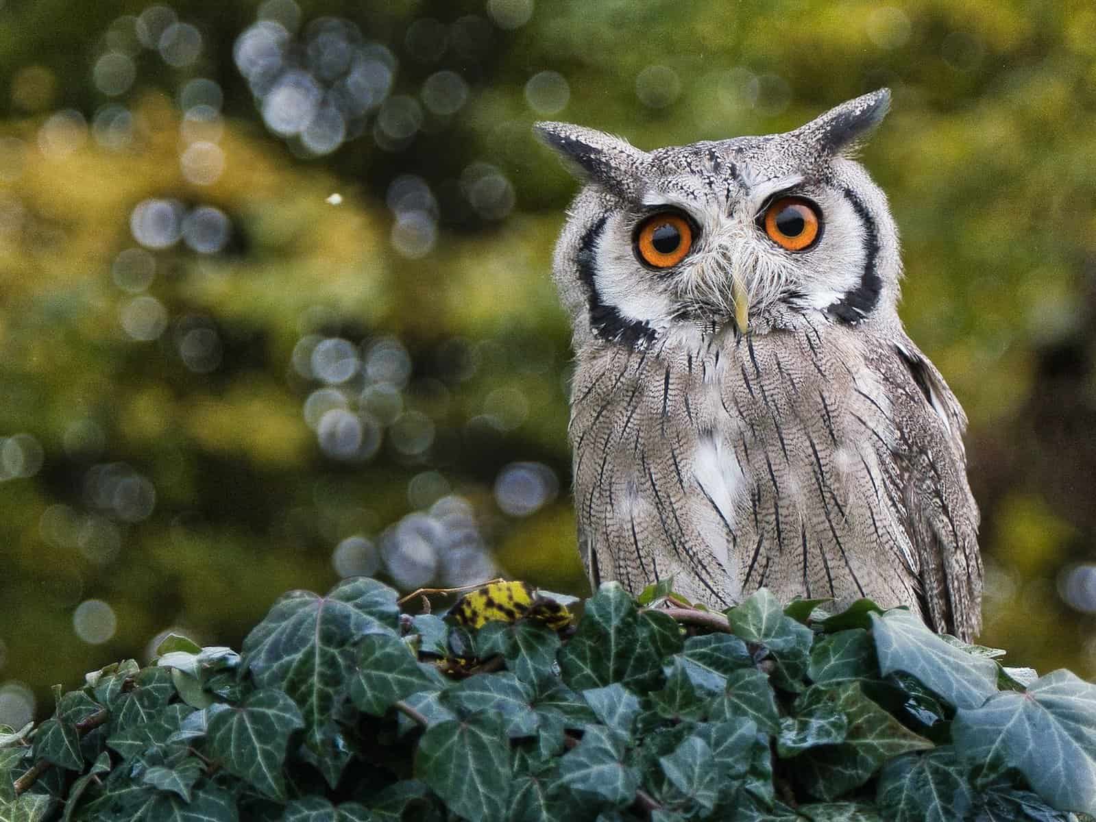 Owl Species Names