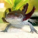 Owning an Axolotl