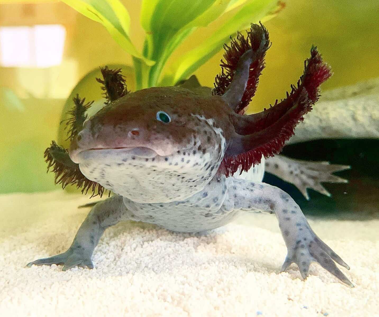 Owning an Axolotl