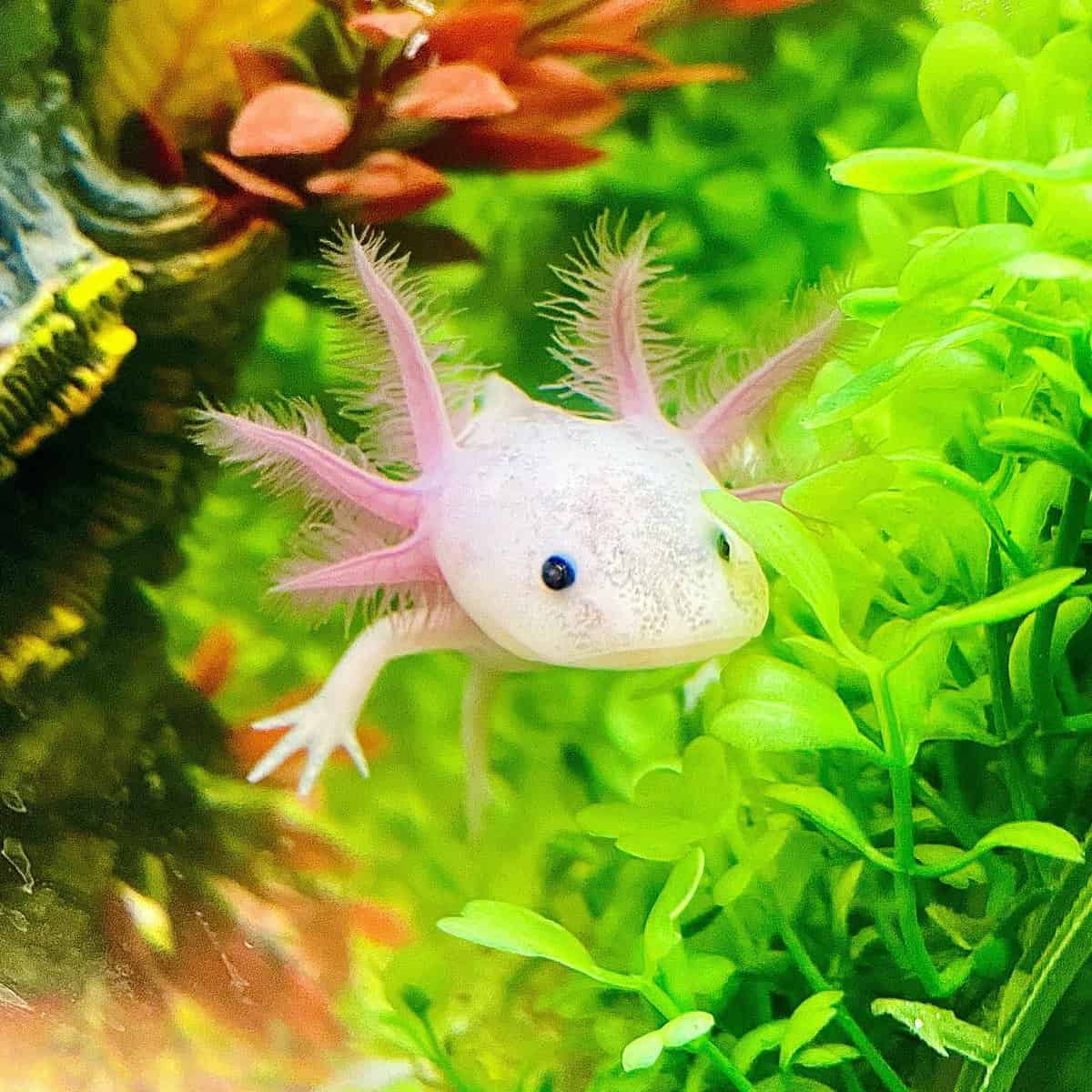 Popular Axolotl Names