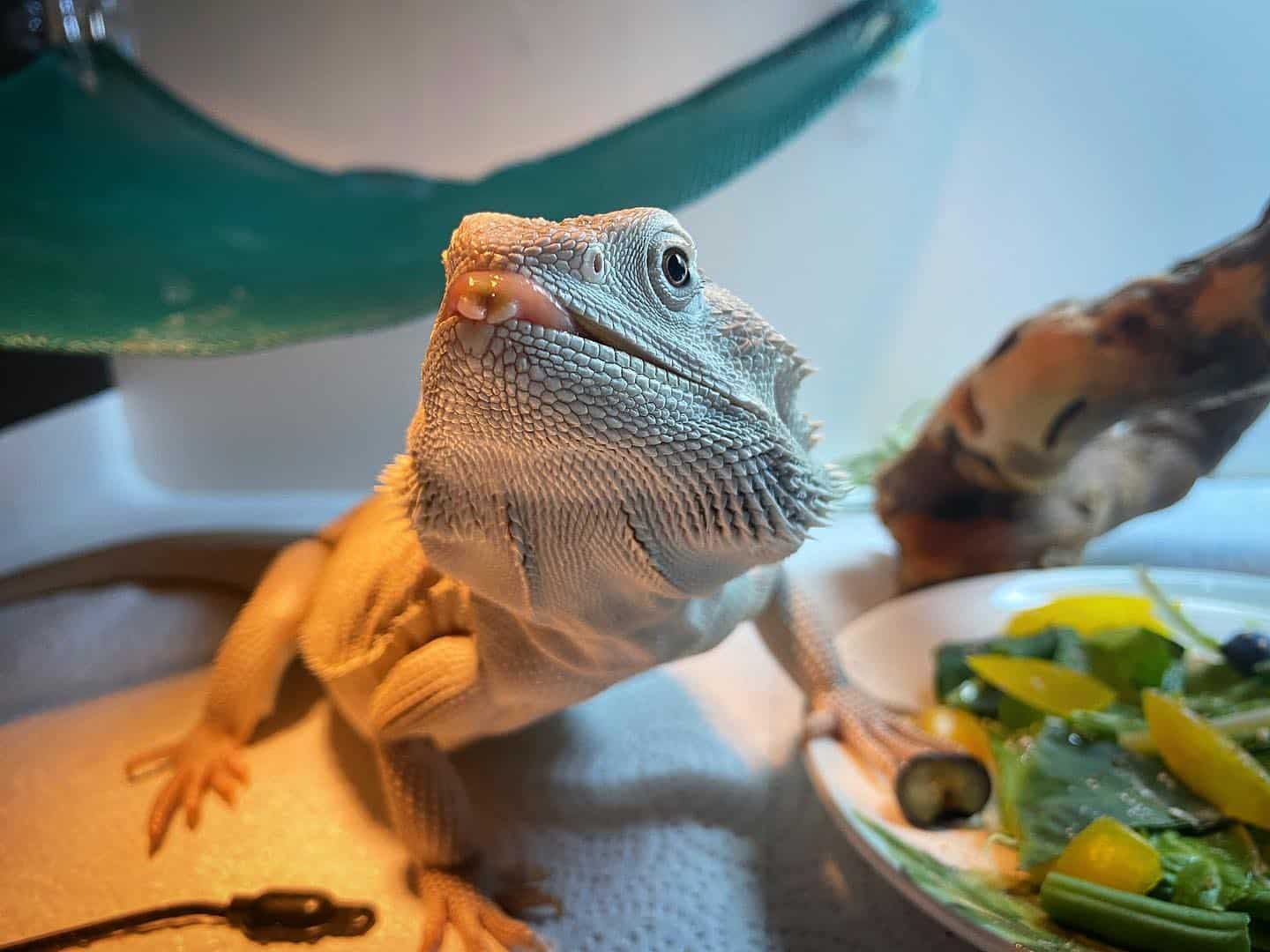 Puff the Bearded Dragon