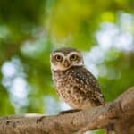 Simple Owl Names