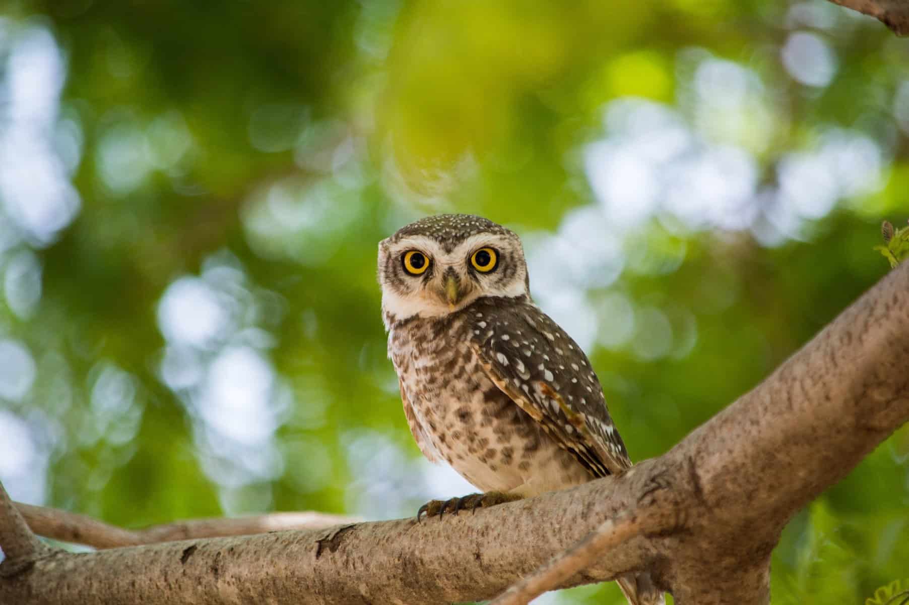 Simple Owl Names