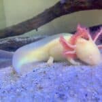 Unique Axolotl Names