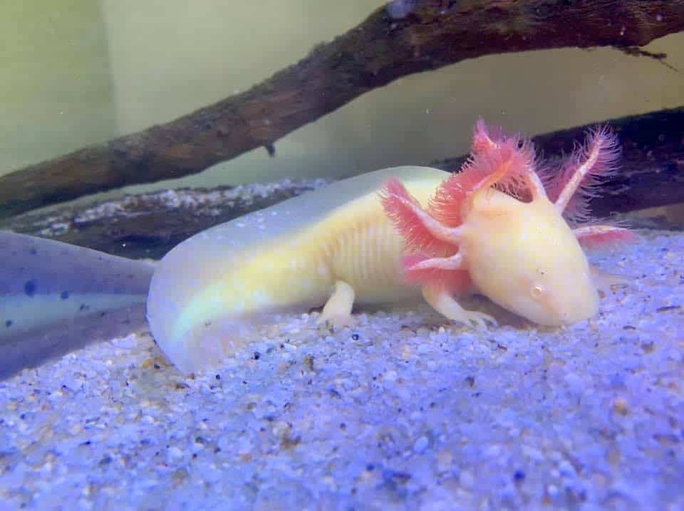 Unique Axolotl Names