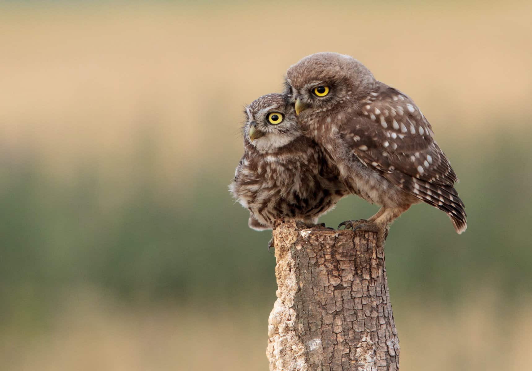 Unique Owl Names