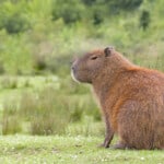 Are Capybaras Loud