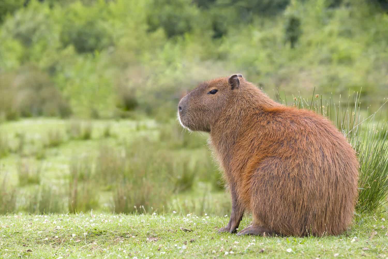 Are Capybaras Loud