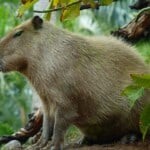 Are Capybaras wild animals