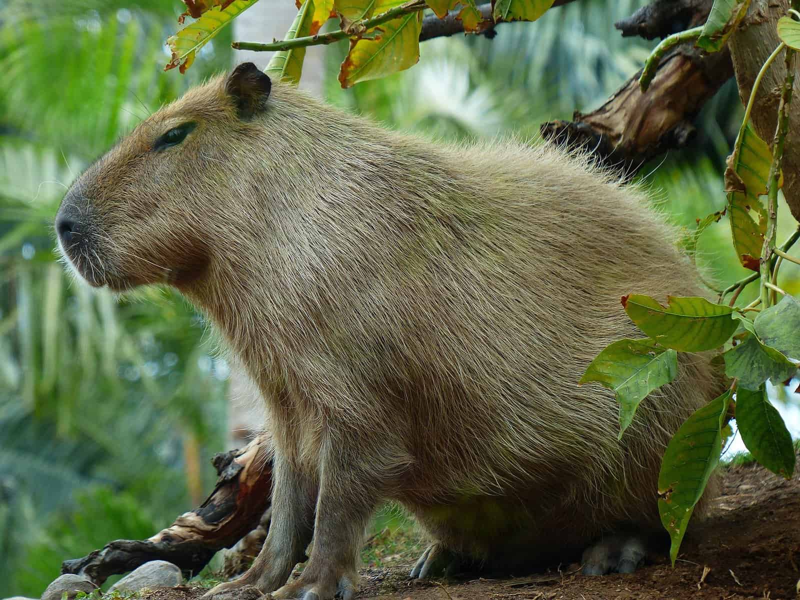 Are Capybaras wild animals