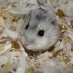 Armenian Hamster