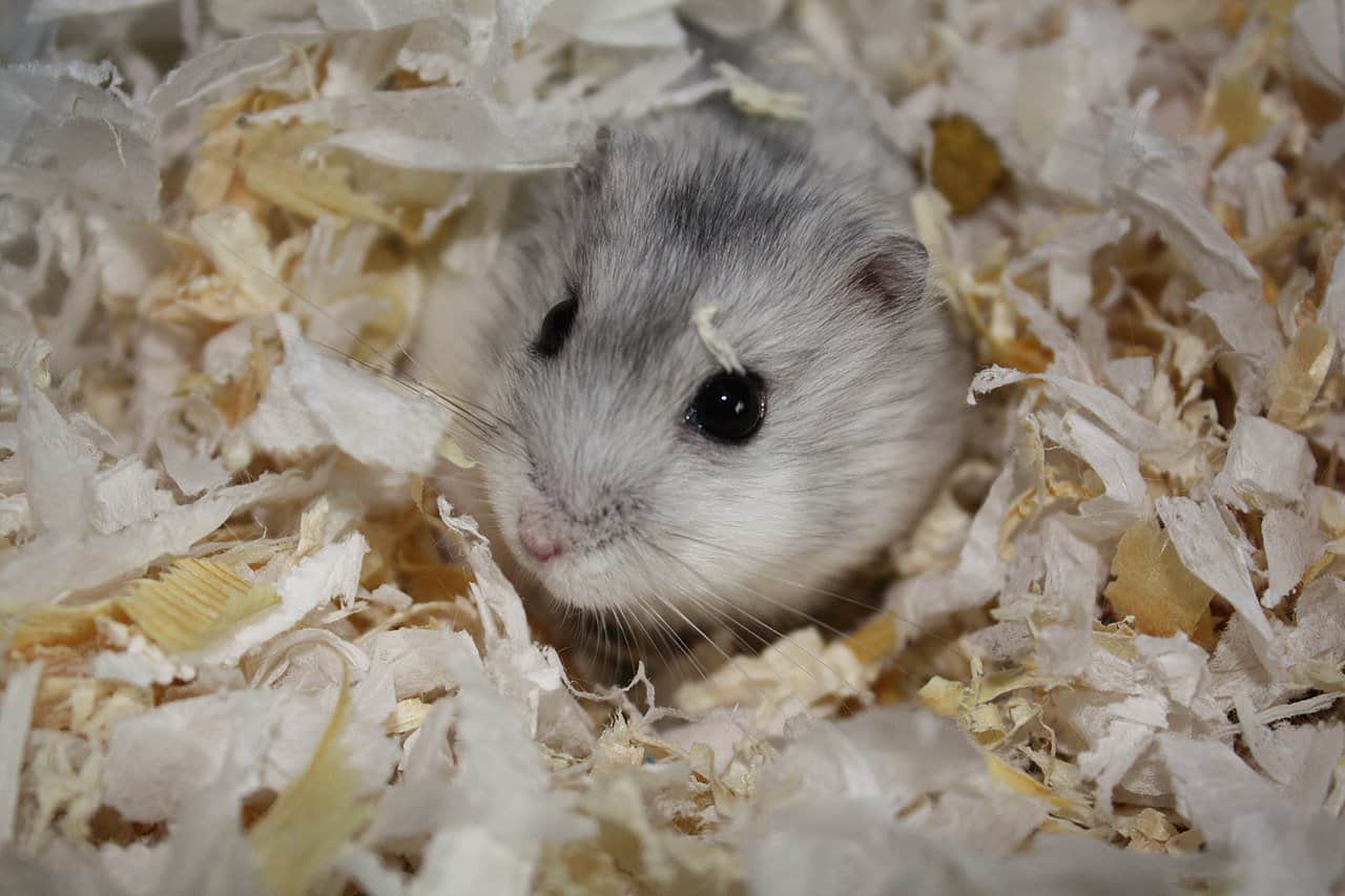 Armenian Hamster