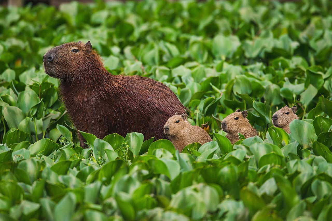 Capibaras in the wild