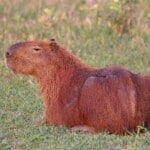 Capybara Health Problems