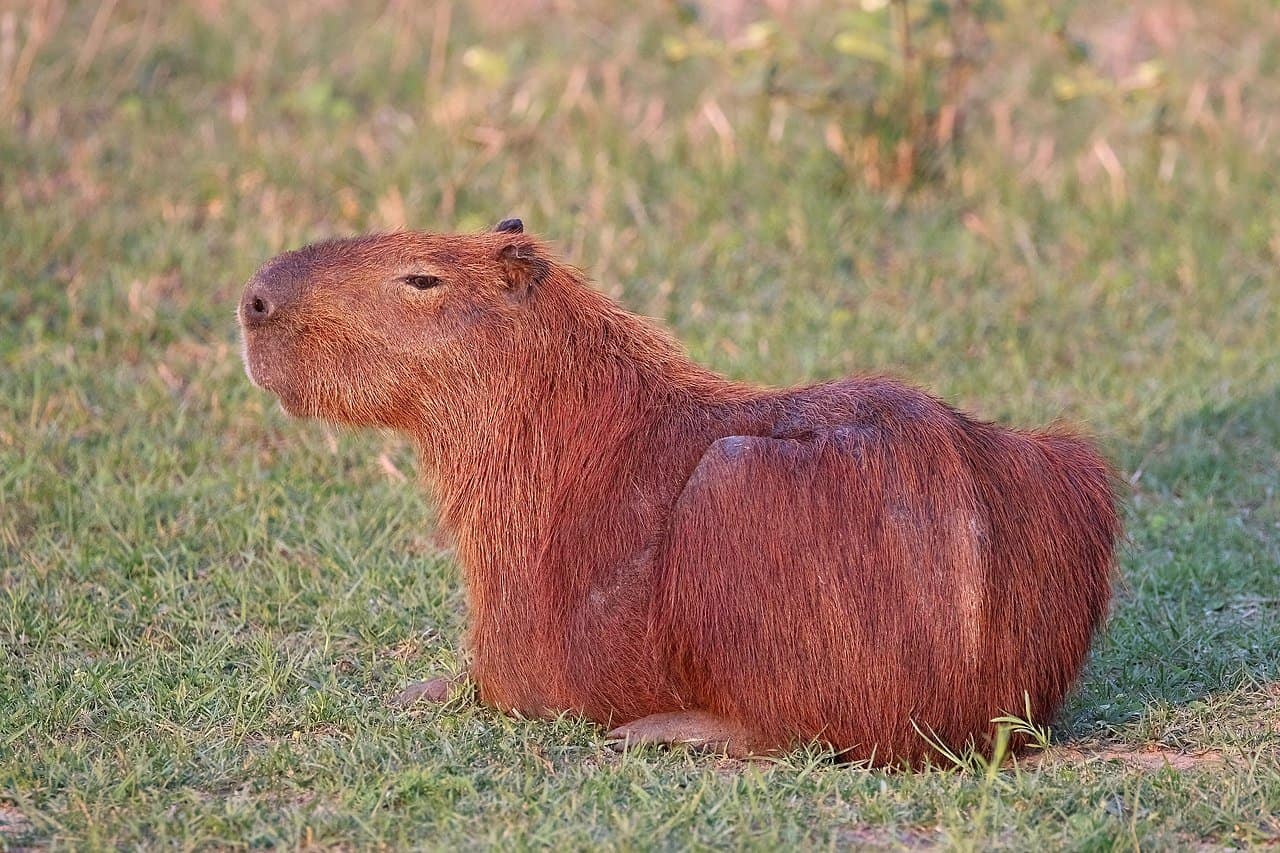 Capybara Health Problems