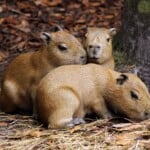 Capybara babies