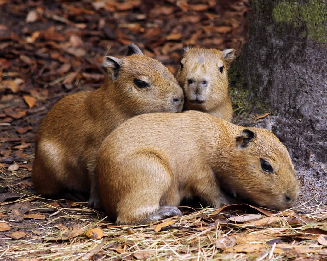 Capybara babies