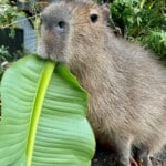 Capybara diet