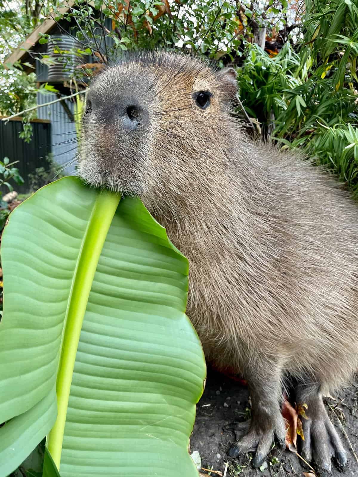 Capybara diet
