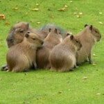 Capybaras’ Behavior and Temperament 