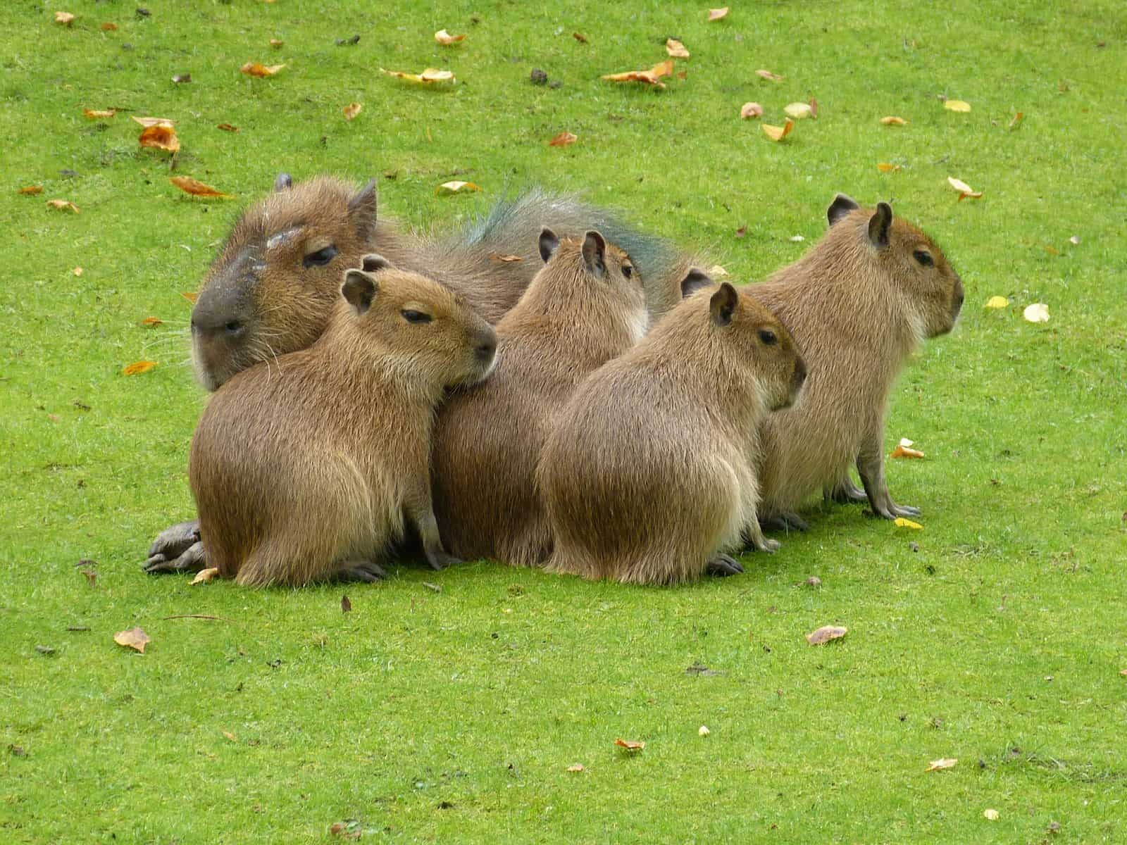 Capybaras’ Behavior and Temperament 