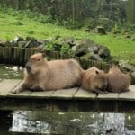 Capybara’s Enclosure