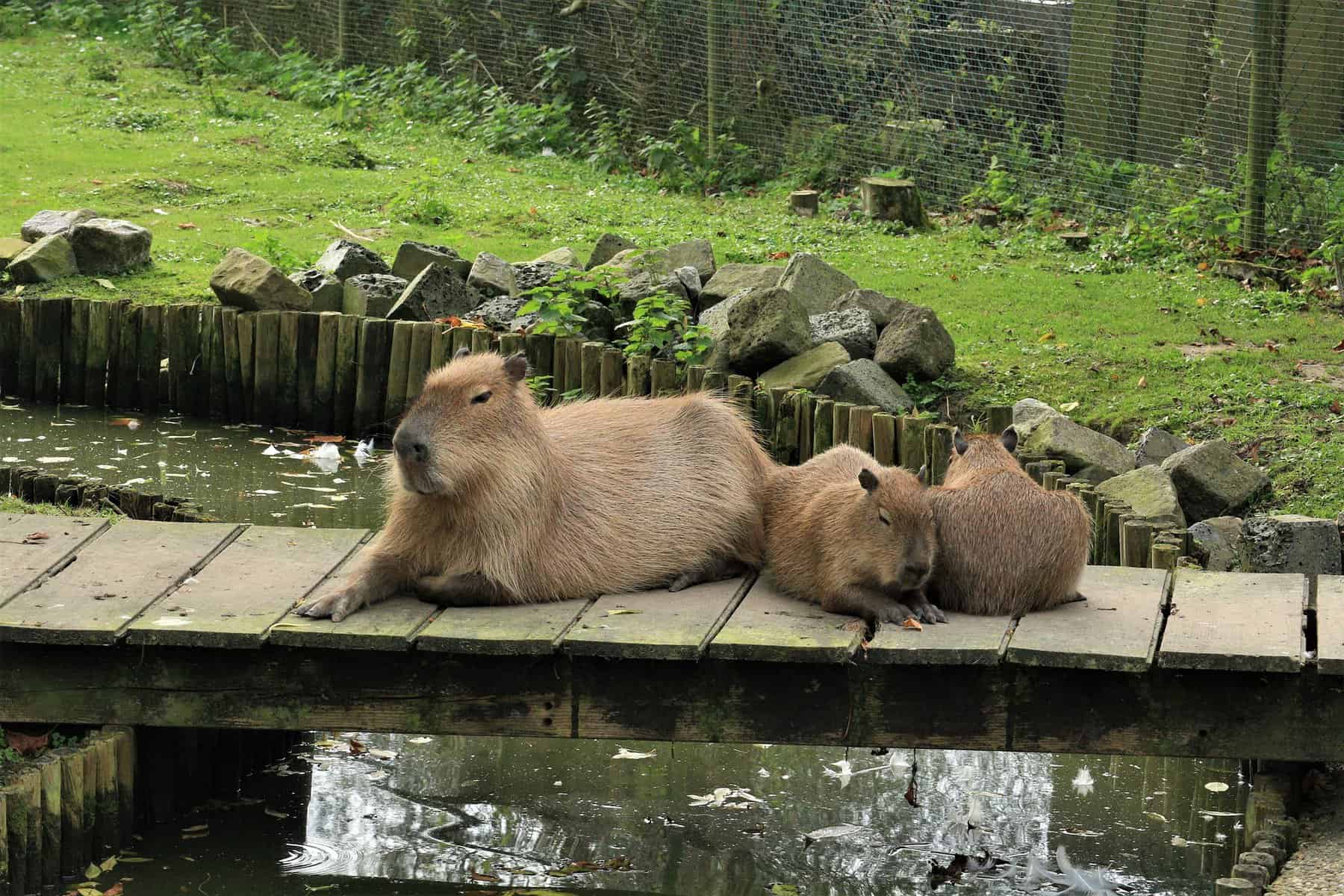 Capybara’s Enclosure