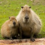 Capybaras as Pets