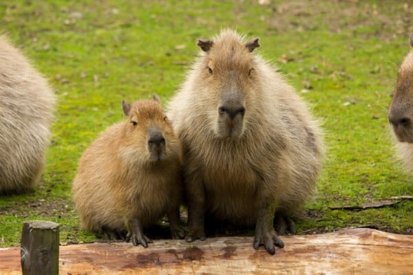 Capybaras as Pets: Can You Do This and… Should You?