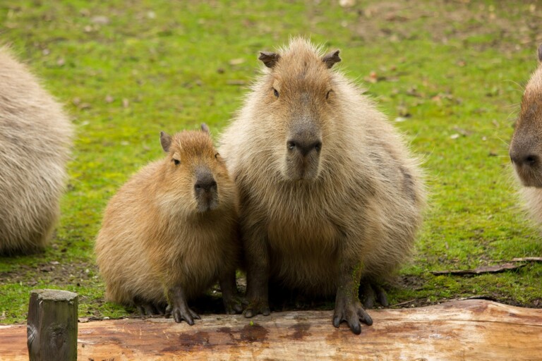 Capybaras as Pets Can You Do This and… Should You? The Pet Savvy