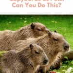 Capybaras as pets pin