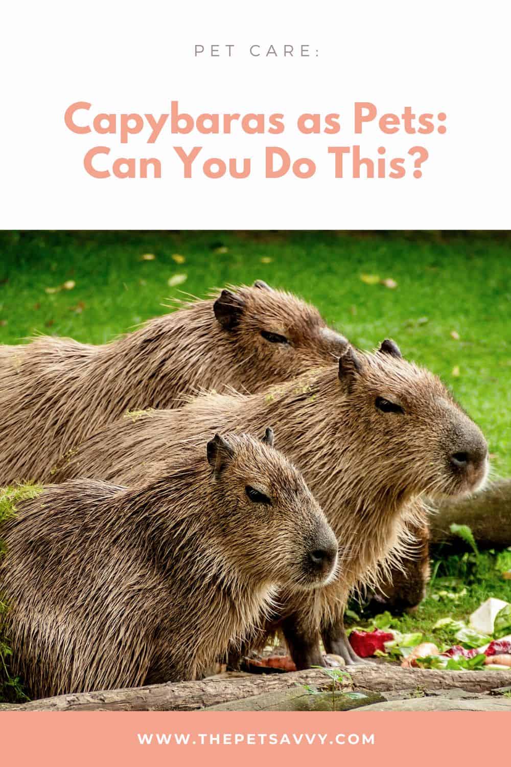 Capybaras as pets pin