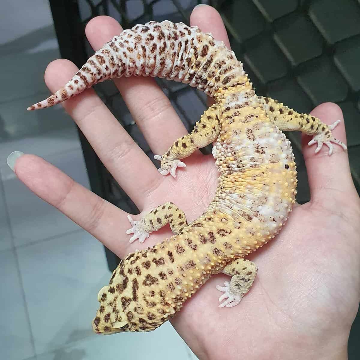 Chimera Leopard Gecko